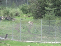 Wolves at Wolf Center